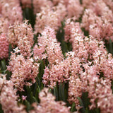 Hyacint "Gipsy Queen"