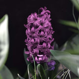 Hyacint 'Woodstock'