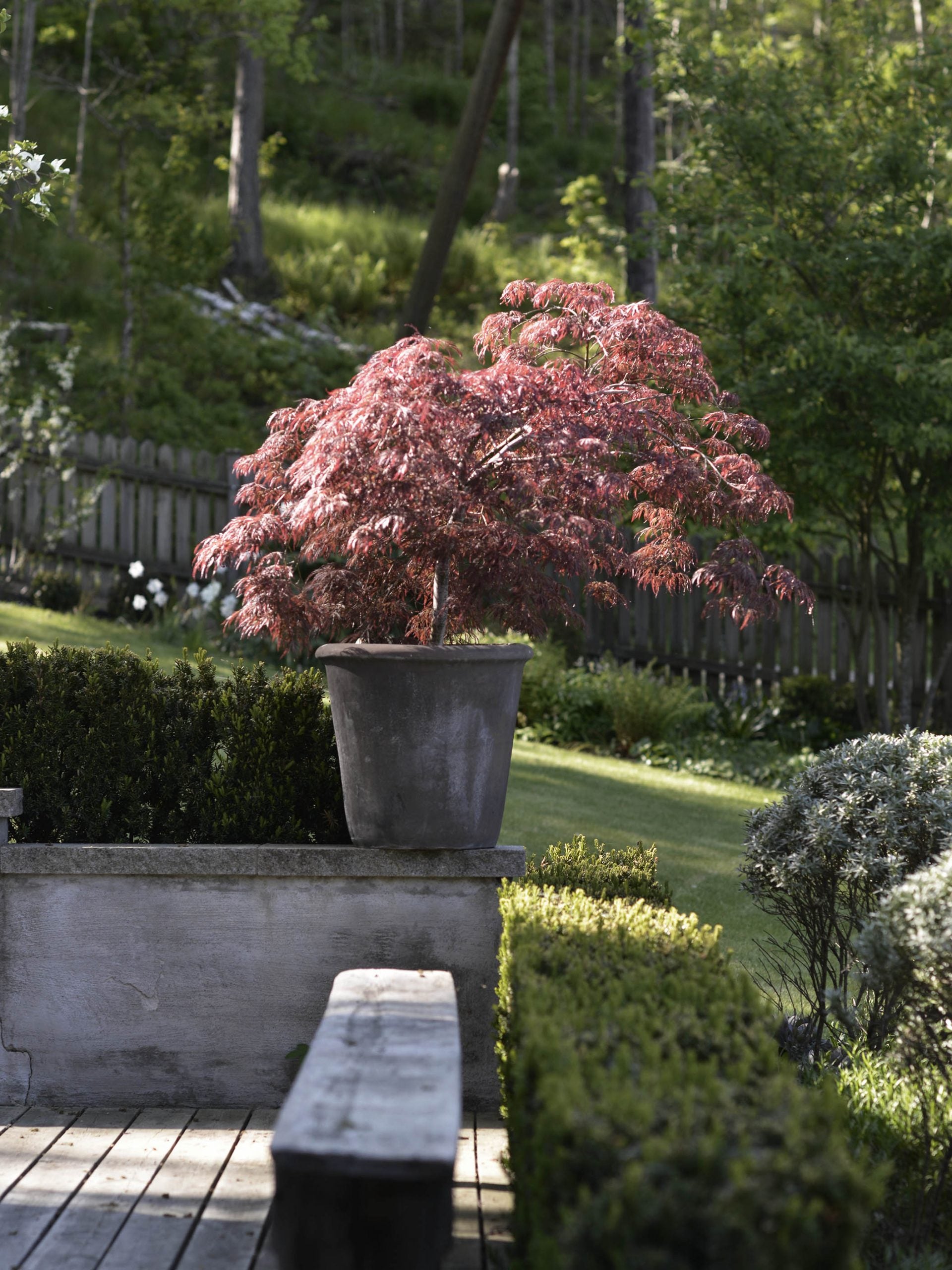 Flikbladig japansk lönn 'Garnet' – Zetas Trädgård