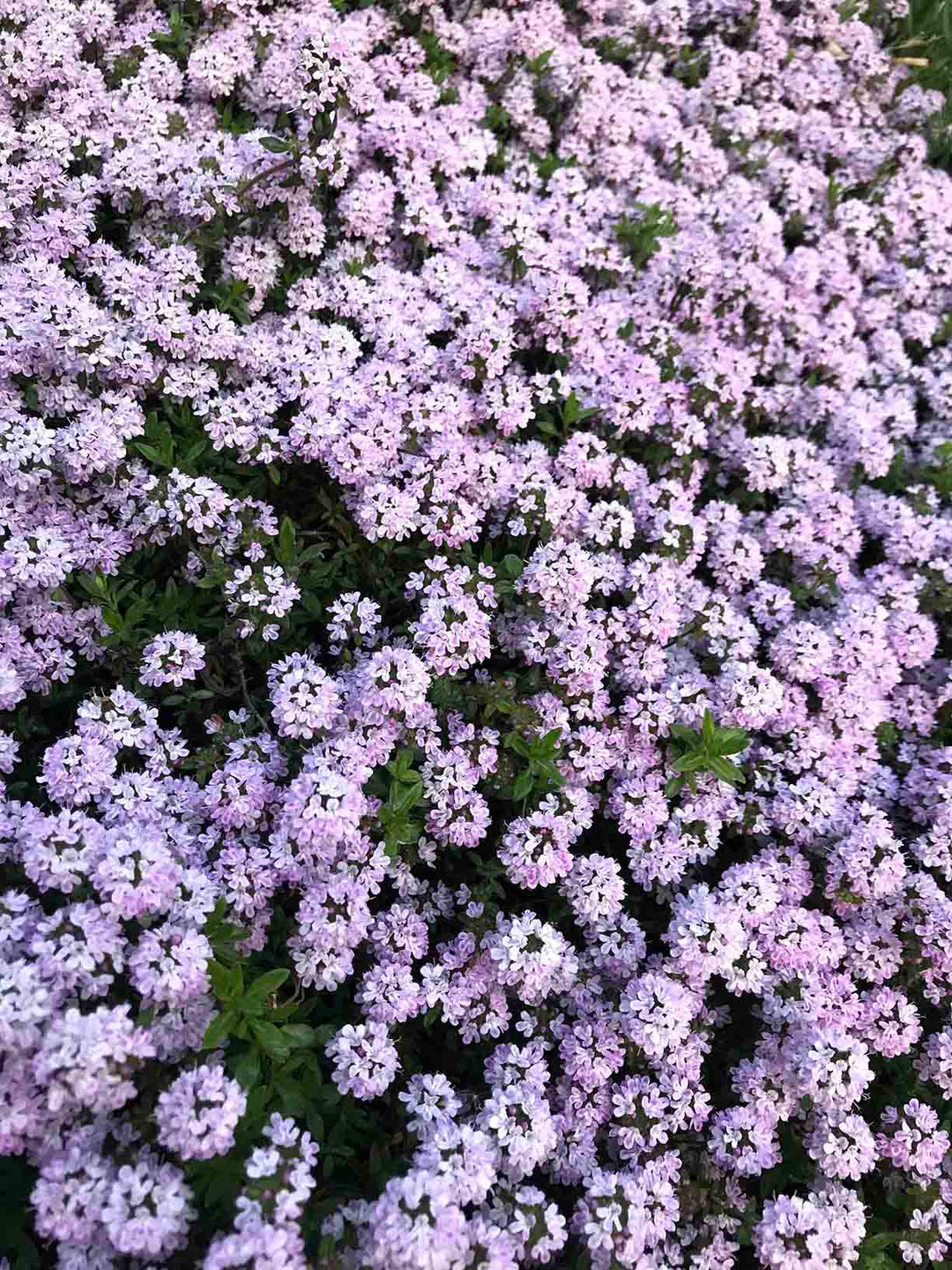 Odla luktärt från frö - Zetas luktärtsguide | Garden Stories – Zetas ...