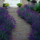 Lavendel 'Essence Purple', Stort exemplar