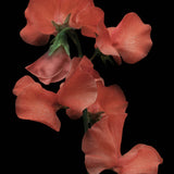 Luktärt 'Spring Sunshine Orange'