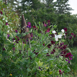 Luktärt 'Black Knight'