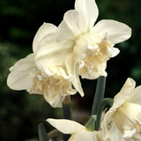 Narciss "White Marvel"