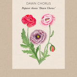 Kornvallmo 'Dawn Chorus'