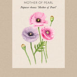 Kornvallmo 'Mother Of Pearl'
