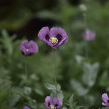 Opievallmo 'Hungarian Blue'