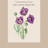 Opievallmo 'Hungarian Blue'