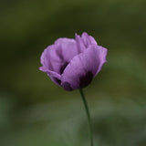 Opievallmo 'Hungarian Blue'