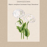 Fjädervallmo 'Swansdown'