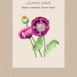 Opievallmo 'Lauren's Grape'