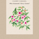 Fröpåse m illustration för Zetas Sommarflox 'Charry Caramel' som på latin heter Annual Phlox - Plhox drummondii 'Charry Caramel' - zetas.se