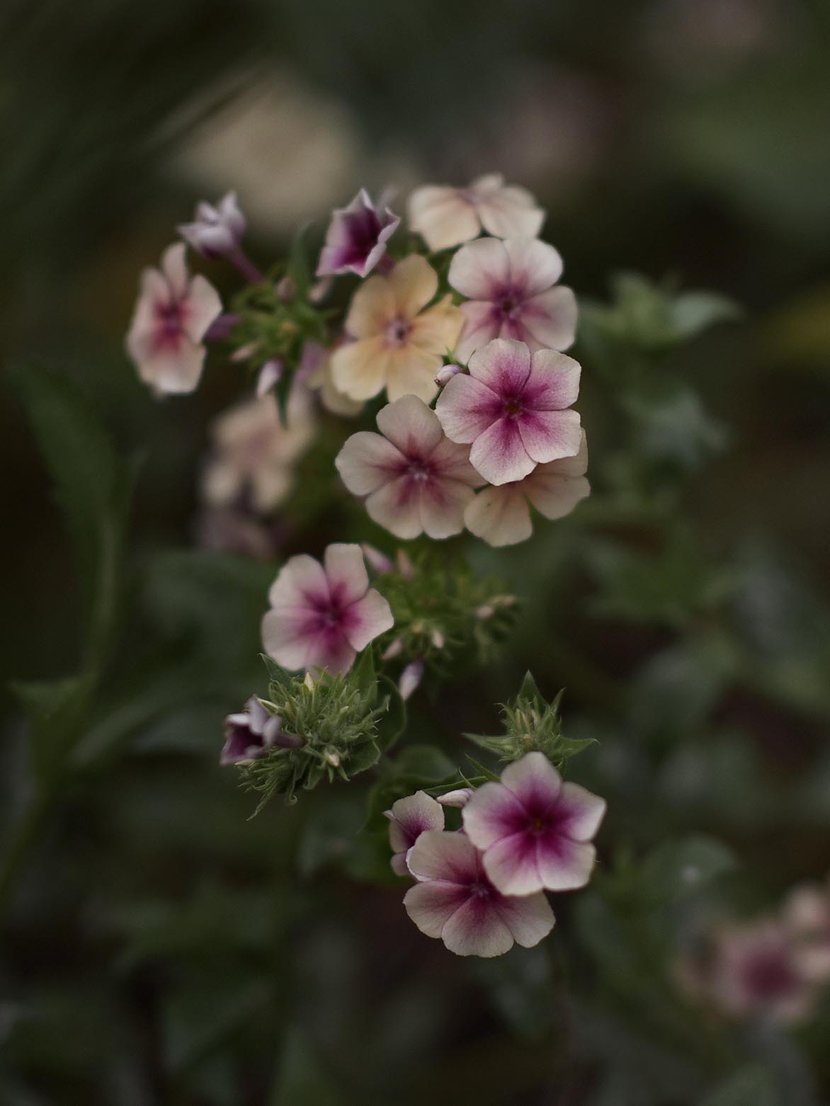 En närbild på Sommarflox 'Cherry Caramel' syns här med sina krämgula kronblad ceriserosa mitt.