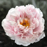 Pion 'Blushing Princess'