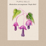 Törnrosa Kjortel 'Purple Bells'