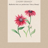 Rudbeckia 'Cherry Brandy'