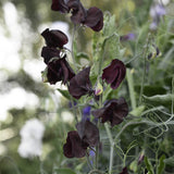 Luktärt 'Black Knight'