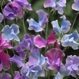 Luktärt 'Blue Shift'