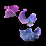 Luktärt 'Blue Shift'