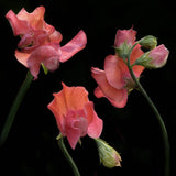 Luktärt 'Spring Sunshine Orange'