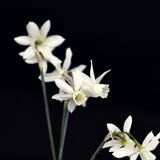 Narciss 'Thalia'