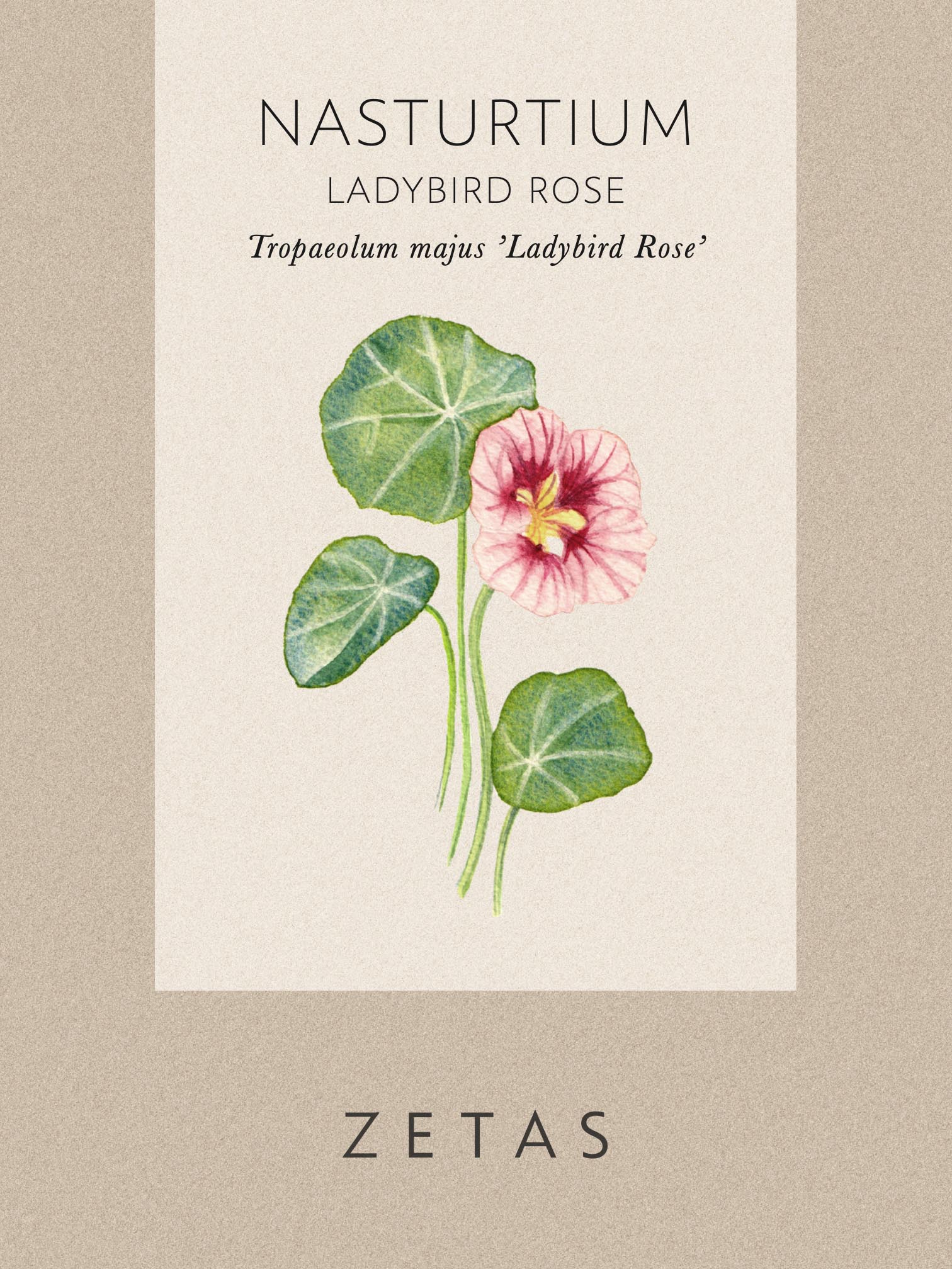 Dvärgkrasse ’Ladybird Rose' fröpåse