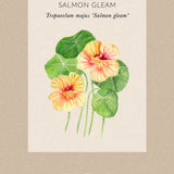 Indiankrasse 'Gleam Salmon'