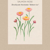 Jätteeternell 'Salmon Rose'