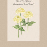 Zinnia 'Cresto! Cream'
