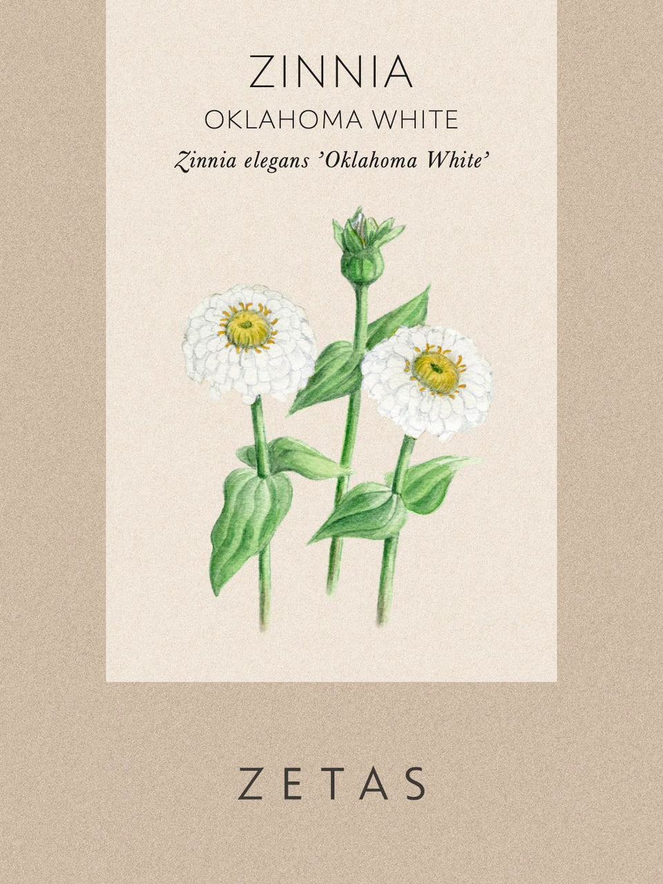 Zinnia - En färgsprudlande blomma i trädgården | Odla Blomfröer – Zetas ...