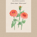 Blomfröpåse Zinnia Salmon Queen