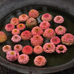 Zinnia ’Salmon Queen’ är en zinnia med fyllda blommor i vackert laxrosa