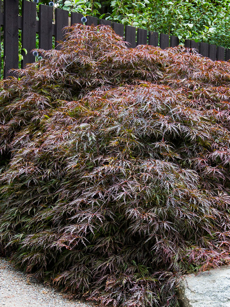 Flikbladig japansk lönn 'Garnet' – Zetas Trädgård