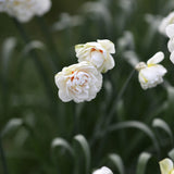 Narciss 'Acropolis'