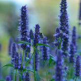 Anisört anisisop 'Blue Fortune'