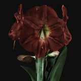 Amaryllislök 'Amsterdam'