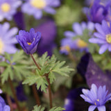 Balkansippa 'Blue Shade'