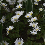 Balkansippa "White Splendour"