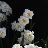 Narciss "Cherfulness"