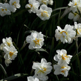 Narciss "Cherfulness"