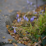 Höstkrokus