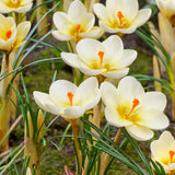 Bägarkrokus 'Cream Beauty'