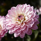 Dahlia 'La Tour Gallery'