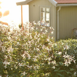 Trebladspira Stort exemplar