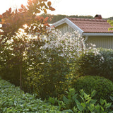 Trebladspira Stort exemplar