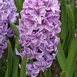 Hyacint 'Splendid Cornelia'