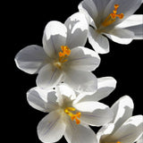 Vårkrokus 'Jeanne d'Arc'