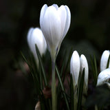 Vårkrokus 'Jeanne d'Arc'