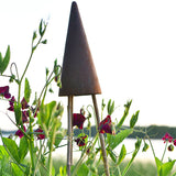 Luktärt 'Black Knight'