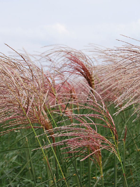 Höstsilverax 'Brunette' 2L